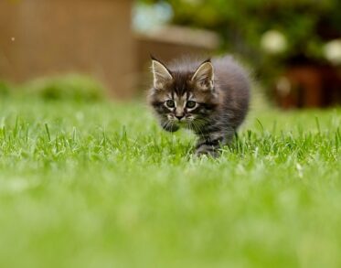 best kitten food nz