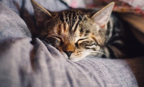 where your cat sleeps on your bed and what it means