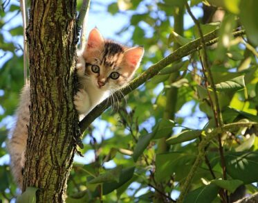 cat enclosures outdoor kits nz