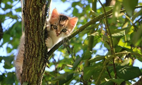 cat enclosures outdoor kits nz