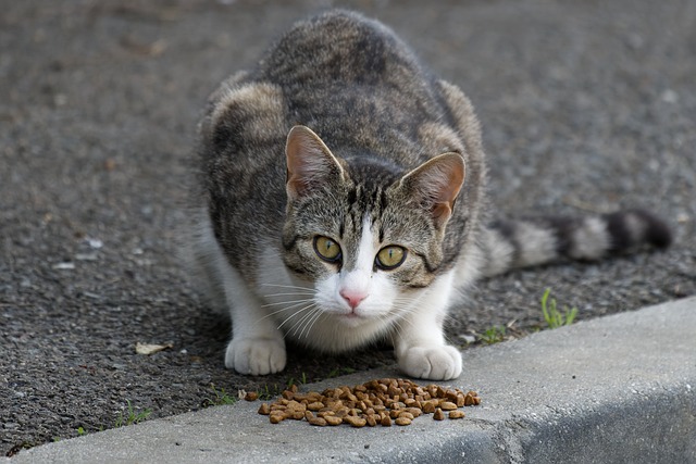 A cat enjoying a meal of bulk cat food on the ground in New Zealand.