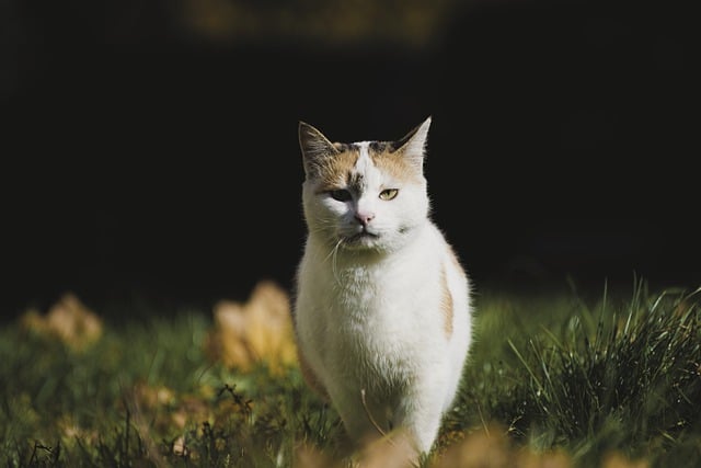 A white and brown cat strolling through the grass in an outdoor cat enclosure kit in New Zealand.