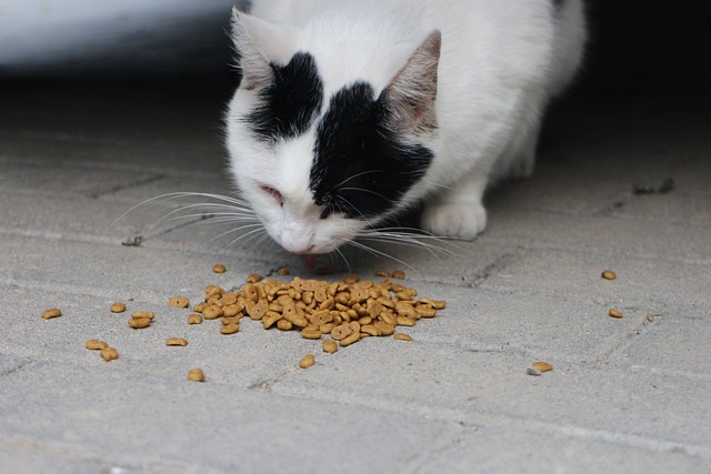 A cat enjoying a meal from a bowl on the ground