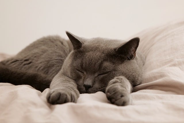 A peaceful gray cat peacefully dozing on a bed, symbolizing the cozy bond between you and your feline companion