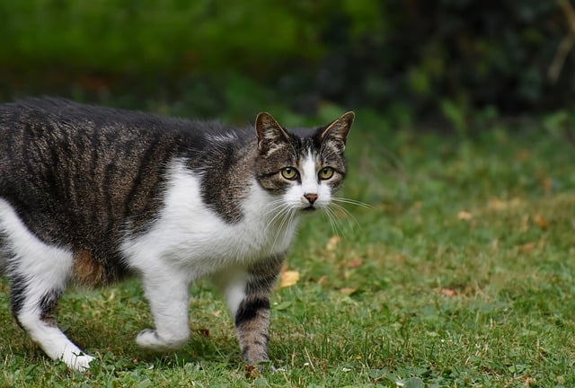 A vaccinated cat strolling on grass in a field in New Zealand.