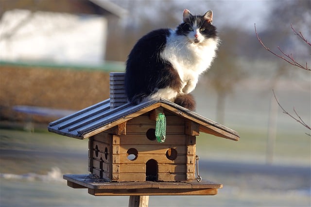 A cat perched on a birdhouse