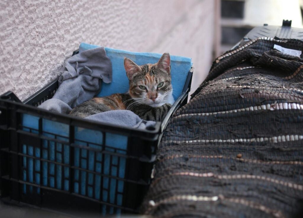 A cat sitting in a basket on a porch, enjoying the sunny day.