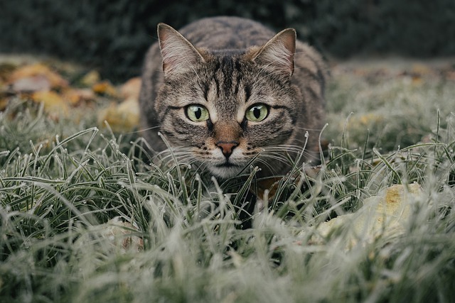 A cat walking through autumn grass