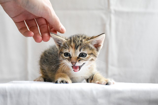 A person gently pets a cute kitten on a cozy bed