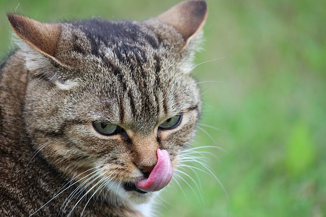 A playful cat sticking out its tongue in the grass, enjoying the outdoors after being let out