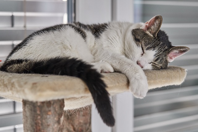 A cat peacefully napping on a wooden scratching post. The image captures a serene moment of a content feline.