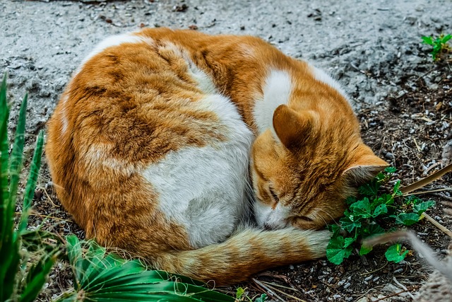 An orange and white cat peacefully curled up on the ground, awaiting its trip to the vet for care