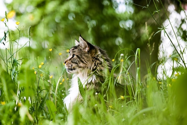 A cat sitting in grass with flowers, representing the best flea treatment for cats in NZ