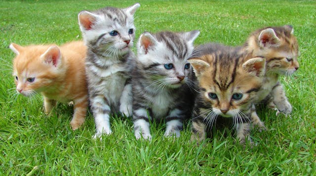 Five adorable kittens standing in the lush green grass. A delightful sight during kitten season in NZ.