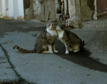 how long do cats live nz