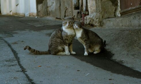 how long do cats live nz