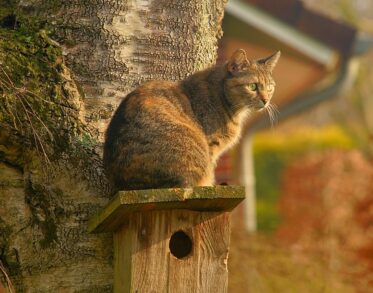 outdoor cat house nz