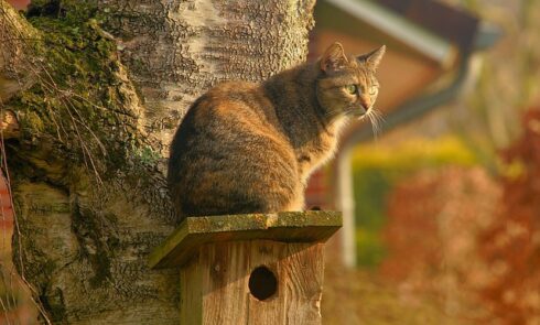 outdoor cat house nz