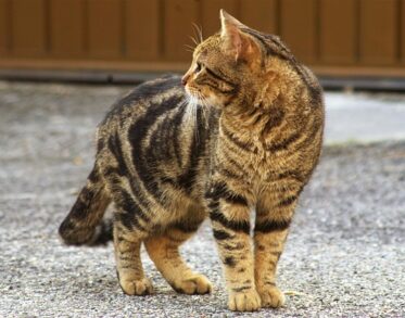 take a stray cat to the vet for free nz