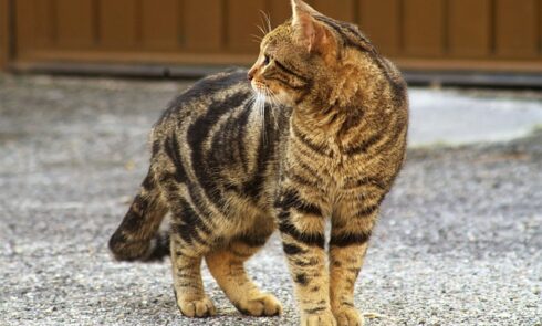 take a stray cat to the vet for free nz