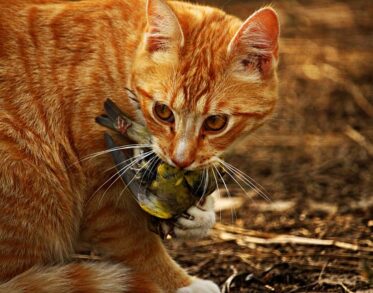 cats bring you dead birds