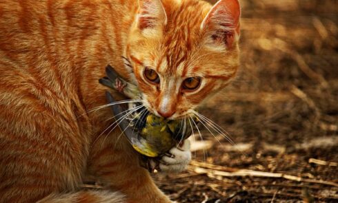 cats bring you dead birds